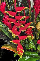 We did not find results for: 140 Kerala Flowers Ideas Flowers Planting Flowers Plants