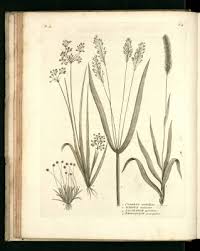 Image result for Fimbristylis quinquangularis