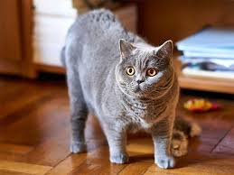 I know the cat you mean, it's a blue british shorthair. British Shorthair Cat Is Very Sweet Natured And Devoted To Its Owners