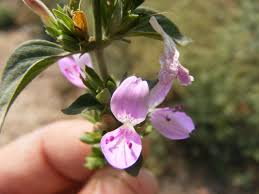 Image result for Dicliptera sp. C