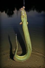 Jetzt Schon Aale Fangen Angeln Fische Angeln Aal Angeln