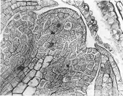 Image result for Humularia submarginalis