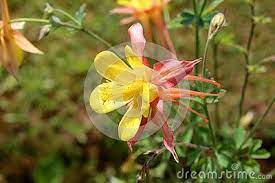 Pin On Flowers Stock Photography