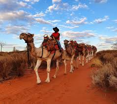 Imported here in the 19th century, they remained the principal means of outback transport until. Our Cameleer Pascal And His Mate Ghan Uluru Camel Tours Facebook