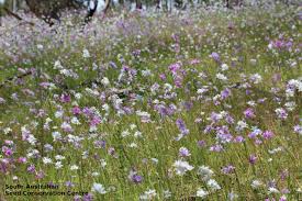 Image result for Polystachya epiphytica