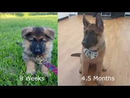 One of my males was not even through teething and his ear cartilage. German Shepherd Puppy Growing Up 8 Weeks To 4 5 Months Youtube