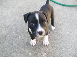 Full Blooded Pitbull Puppies Black With White 8 Wks Pitbull Puppies White Pitbull Black And White Pitbull