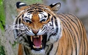 اجمل و احلى صور نمور Tigers