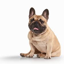 The humane society of the united states said the puppies were brought to chicago as cargo on a turkish airlines flight from kiev, ukraine, for a man. French Bulldog Puppies For Adoption Near Me The Y Guide