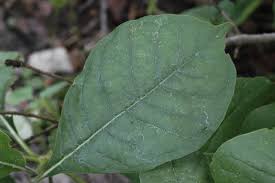 Image result for Pavetta uniflora