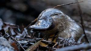 Image result for Platterpus