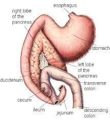 A determination of the lipase (an enzyme released by the pancreas) level will assist your veterinarian in the diagnosis, as it is often elevated in a majority of patients with pancreatic adenocarcinoma. Pancreatic Cancer In Dogs