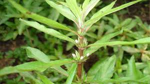 Image result for Hygrophila schulli