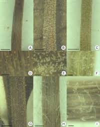 Image result for Stemodiopsis buchananii