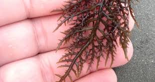 Image result for Andropogon canaliculatus