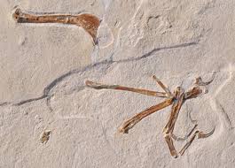 Archaeopteryx is best classified as a transitional form given the evidence listed above, the most reasonable conclusion is that archaeopteryx was a transitional form between early theropod dinosaurs and true birds (the popular term is missing link, but a genus represented by a dozen intact fossils can hardly be classified as missing!) First Birds Archaeopteryx Gets Company Eurekalert Science News