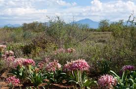 Image result for Ammocharis