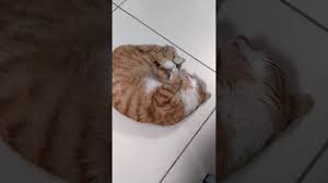 Kedi De Ruya Gorur Youtube