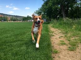 These wood and glass urns are designed to hold a portion of cremated remains in their base. Pet Cremation Services Updated Covid 19 Hours Services 12 Photos 30 Reviews Pet Cremation Services 12000 W 52nd Ave Wheat Ridge Co Phone Number Yelp
