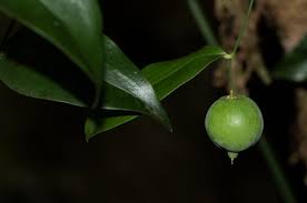 Image result for Behnia