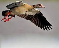 البط البرى الطائر اجمل صور طيور in 2021 animals bird