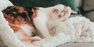 If you want to know if your cat is happy then look for these signs. 10 Signs Of A Happy Healthy Cat Fetchfind Blog