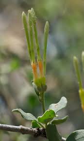 Image result for Agelanthus lugardii
