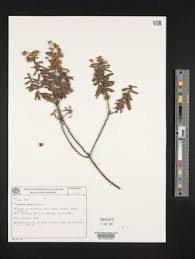 Image result for Mimosa mossambicensis