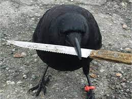 There are over 120 species in the family. What Do You Do When You Spot A Baby Crow On The Ground Leave It Be Vancouver Sun