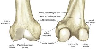 Articular and meniscus (medial & lateral). Pediatric Knee Trauma Radiographic Evaluation Pediatrics Orthobullets