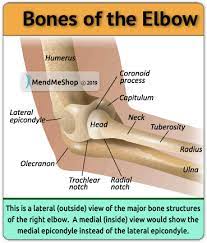 The anatomical regions (shown) compartmentalize the human body. Anatomy Of The Elbow Joint Posterior Elbow View And Anterior Elbow View