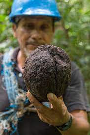 Brazil nuts are from wild trees, not crop cultivated brazil nuts are one of the only commercially produced nuts that are internationally traded and sourced almost exclusively from wild stands of trees, most of which come from natural locations of the amazon. How Brazil Nuts Are Harvested Now Foods