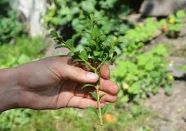 Guide To Grow New Plants From Cuttings Frosts Garden Centres