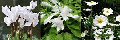 Fleurs Blanches Jardins Blancs Jardins Fleurs Blanches