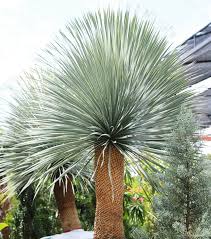 Image result for Yucca
