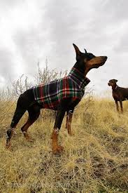 doberman dobermanpinscher dog dogsofinstagram dogs dobie dobermansofinstagram dobermanpride dobermann doberman pinscher dog dog sweaters doberman dogs