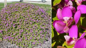 Image result for Polygala filicaulis