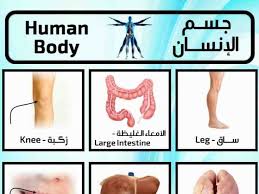 تعلم اسماء اعضاء جسم الإنسان باللغة الانجليزية وبالصور صورة ٣ Large Intestine Body Abs