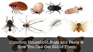 Our exterminators can treat termites, bed bugs, and other pests and rodents. Common Pa Household Insects Pests Fort Pitt Exterminators Residential Commercial Pest Control Experts