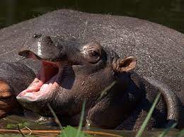 25 Pictures Of Cute Baby Animals The Hippo Cute Baby Animals Baby Animals Baby Hippo