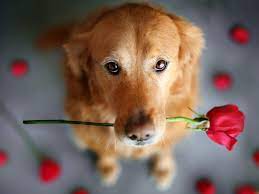 We did not find results for: Cute Dog With Flower Imgur
