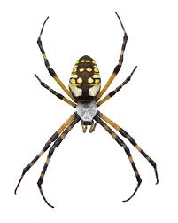 We did not find results for: Black And Yellow Garden Spider Nature Of The World Wiki Fandom