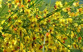 Image result for Parkinsonia aculeata