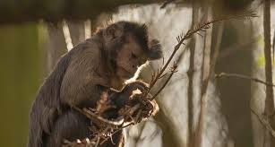 4 basic anatomy the anatomy of the capuchin is similar to those of all other new world monkeys. Black Capped Capuchin The Aspinall Foundation