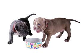 Each dog food meets overall nutritional content requirements as. 4 Best Food For Pitbull Puppy Top Pit Bull Foods 2020