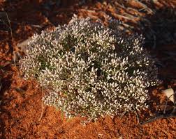 Image result for Polycarpaea eriantha