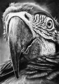 Parrot Closeup Drawings Art Erstaunliche Zeichnungen Zeichnungen Bleistiftzeichnungen