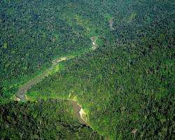 alam aceh hutan leuser sungai gajah sumatera, buatan AI