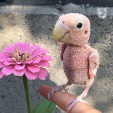 Bird With No Feathers To View This Video Please Enable Javascript And Consider Upgrading To A Web Browser That Supports Html5 Video Cute Baby Animals Cute Funny Animals Funny Birds