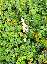 市内植え込みに白い花で葉が皺の植物です 名前宜しくです 植物q A エバーグリーン